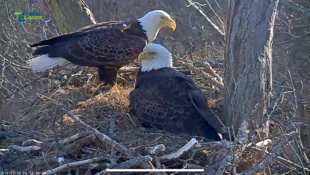 Obey and River Dale Hollow Lake's eagles